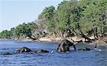 Baignade éléphants dans le Chobe River.In la saison sèche, quand tous les trous d'eau saisonniers et casseroles ont séché, des milliers d'animaux sauvages convergent sur la rivière Chobe, à la frontière entre le Botswana et la Namibie. Le parc est justement célèbre pour ses grands troupeaux d'éléphants et de buffles...