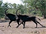 Two male Sable antelopes run across open bush country in the Chobe National Park. With their jet-black coats,and white faces and underbellies,the Sable is one of Africa's most beautiful antelopes..