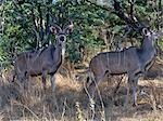 Zwei männliche große Kudu Mischung in das gefleckte Licht der riverine Wald im Chobe Nationalpark. Diese Antilopen sind zeichnet sich durch ihre großartige Doppel-spiralförmig Korkenzieher Hörner und Oberkörper Streifen, Recht häufig in den Chobe Waldländern...