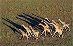 Un troupeau de girafes de la savane avec ombres longues tôt le matin à partir de l'air dans le Delta de l'Okavango du Nord-Ouest du Botswana.