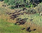 A large herd of Cape buffalo emerges from riverine forest in the Okavango Delta of northwest Botswana.