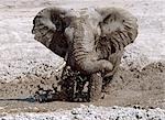 Un éléphant bénéficie d'une boue se vautrer dans le Parc National de Nxai Pan. Situé au nord de la Mkgadikgadi casseroles, ce parc de 2 658 km2 est plat et sans relief mais, après la pluie, ses prairies soutiennent une population de la grande faune transitoire.