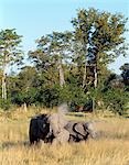 Un petit groupe familial d'éléphants eux-mêmes la poussière dans le soleil d'après-midi tardif à la réserve de faune de Moremi. Réserve de faune de Moremi couvre 1 463 milles carrés du coin nord-est du marais Okavango et regorge de jeu.