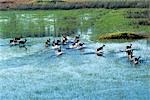 Red Lechwe run across a shallow flooded area of the Okavango River in the Okavango Delta of northwest Botswana. These heavily-built antelopes inhabit swamps and shallow floodplains for which their splayed,elongated hooves are ideally suited.