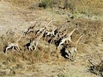 A herd of giraffes cross a dry flood plain in the Okavango Delta.