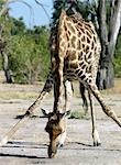 A giraffe licks salt near the Kwai River on the northeast corner of the Moremi Game Reserve.
