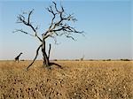 Two giraffes cross a semi-arid land with dead trees and dry grass.