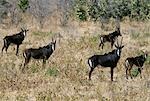 A small herd of Sable antelopes in the Chobe National Park. With their jet-black coats,and white faces and underbellies,the male Sable is one of Africa's most beautiful antelopes.