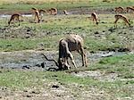 A male Greater Kudu digs soil in Chobe National Park with his double-spiralled corkscrew horns.