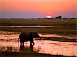 Un éléphant au coucher du soleil sur la rivière Chobe.