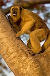 Black Howler Monkey climbing a tree on the working ranch and wilderness lodge of Pousada Xaraes in the UNESCO Pantanal wetlands of Brazil