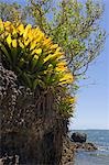 Brazil,Bahia,Barra Grande,Ilha da Pedra Furada (holed stone Island). Made up of calcareous limestone,its headland supports a thin layer of soil protected by low lying bushes and trees.