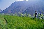 A Naxi farmer surveys his plots of rice and maize 125km north of Lijing.