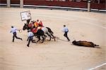 Entfernen von Toten Stier, Plaza de Toros. Madrid, Spanien