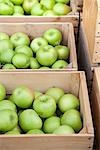 Crates of Organic Apples, Penticton, Okanagan Valley, British Columbia, Canada