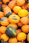 Organic Squash, Penticton, Okanagan Valley, British Columbia, Canada