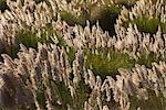 Herbe des pampas, Richmond, Californie, USA
