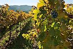 View of Vineyard in Autumn, Napa Valley, California, USA