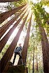 Frau, stehend im Redwood Forest, in der Nähe von Santa Cruz, Kalifornien, USA