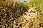 Feet sticking out from a wheat field