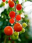 Ripening tomatoes on the stem