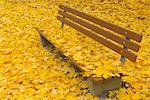 Park Bench with Maple Leaves in Autumn, Nuremberg, Bavaria, Germany