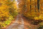 Forêt de bouleaux en automne, Spessart, Bavière, Allemagne