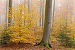 Forêt de hêtres, Spessart, Bavière, Allemagne