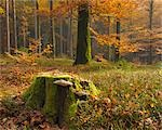 Souche d'arbre avec le champignon dans la forêt de hêtres, Spessart, Bavière, Allemagne