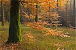 Forêt de bouleaux en automne, Spessart, Bavière, Allemagne