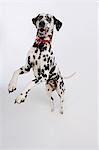 Dalmatian standing on hind legs, elevated view