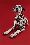 Dalmatian crouching