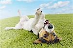 Jack Russell terrier lying on back in grass extending paw