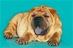 Shar-pei lying down with tongue out