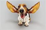 Basset hound, lying down, ears extended
