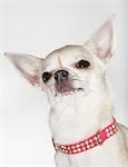 Chihuahua wearing studded collar, close-up