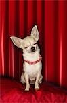 Chihuahua, les yeux fermés, assis sur le coussin rouge
