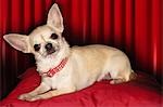 Chihuahua lying on red pillow