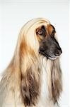 Afghan hound, sitting, close-up