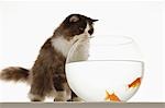 Cat looking at two goldfish in fishbowl, front view