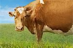 Brown cow in field, side view