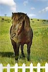 Brown horse in green field behind fence (digital composite)