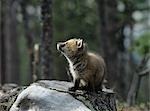 Fox Jungtier sitzt auf Baumstumpf