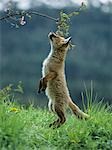 Fox cub on hind legs sniffing branch