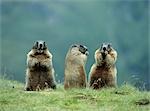 Trois marmottes