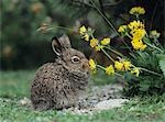 Young hare eating yellow clover