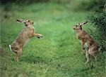 Two aggressive hares