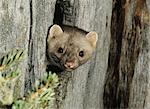 Weasel peeking from hollow tree