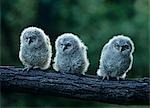 Three owlets on bough