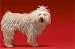 Chien Komondor, sur fond rouge